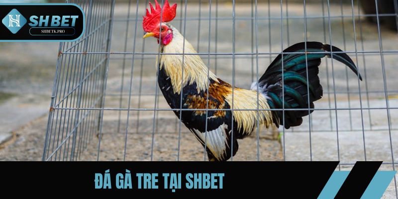 Đá Gà Tre