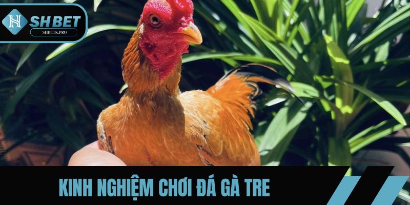 Kinh nghiệm chơi đá gà tre giúp tối ưu hóa chiến lược và thắng cược